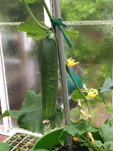 cucumber 2